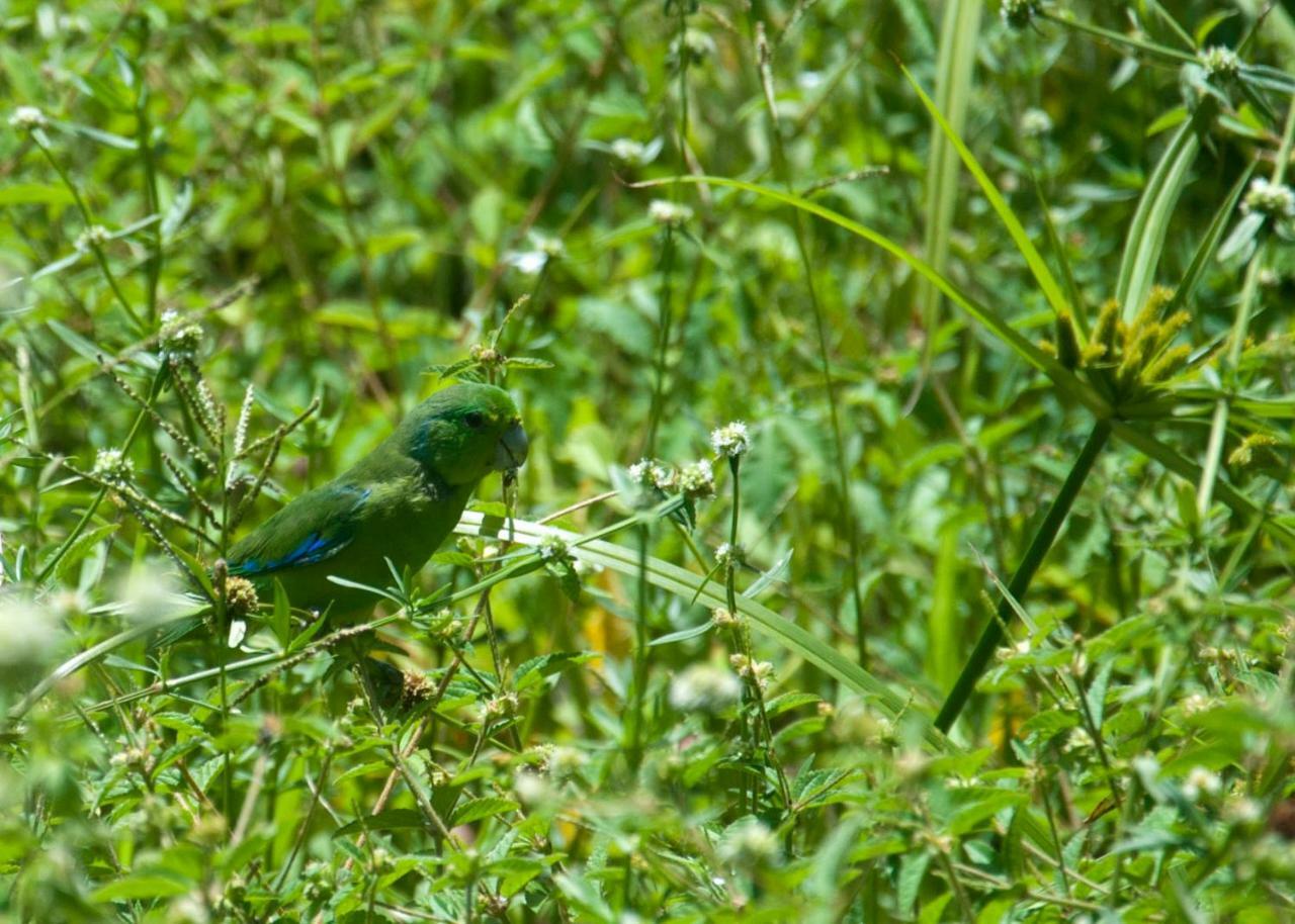Recanto Dos Dendes Chales Serra Grande  Eksteriør bilde